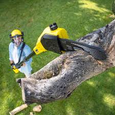 Trusted Meadowood, PA Tree Care Experts