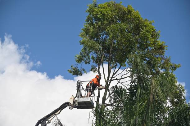 How Our Tree Care Process Works  in  Meadowood, PA