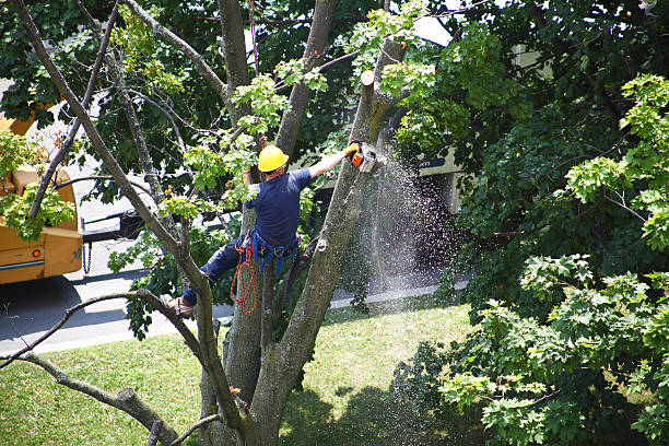 Tree and Shrub Care in Meadowood, PA